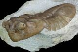 Asaphus Plautini Trilobite With Exposed Hypostome - Russia #125696-4